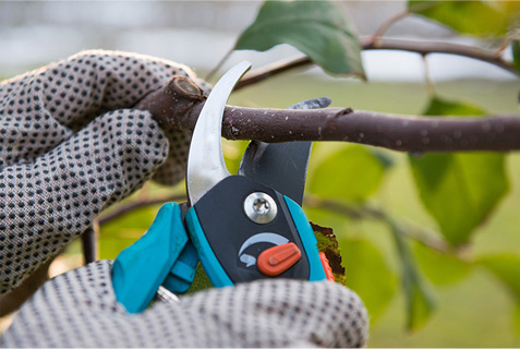 Élagage d'un arbre pour l'entretien horticole